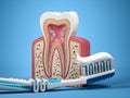 Tooth brush with toothpaste and cross section of human tooth. Dental health and protection concept