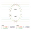tooth chart, human teeth Royalty Free Stock Photo