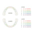 Tooth chart, human teeth