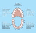 Tooth chart with number illustration vector on blue background.