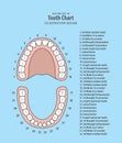 Tooth chart with number infographic illustration vector on blue