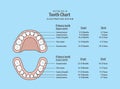 Tooth Chart Primary teeth with erupt & shed illustration vector