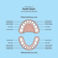 Tooth Chart Primary teeth illustration vector on blue background