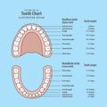 Tooth chart with tooth erupts illustration vector on blue
