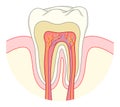 Tooth cross section