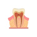 Tooth in a cut. Medical diagram of the structure of the inside cross-section of the tooth. Vector infographic concept