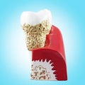 Tooth, dental section model.