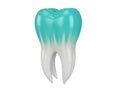 Tooth with enamel and dentin structure Royalty Free Stock Photo