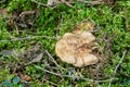 Tooth fungus, Sarcodon fennicus growing among moss Royalty Free Stock Photo