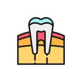 Tooth, gum, dentist, human organ flat color line icon. Royalty Free Stock Photo