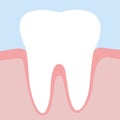 Tooth Gums Illustration