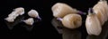 Tooth human implant. Dental concept. Ceramic human teeth or dentures. Implants on black background closeup