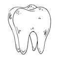 Tooth icon. Vector illustration of a healthy, shiny tooth. Hand drawn tooth molar