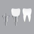 Tooth implants and normal tooth isolated on white background. implant, dental inplant tooth Royalty Free Stock Photo