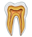 Tooth medical anatomy Royalty Free Stock Photo