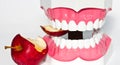 Tooth model. Royalty Free Stock Photo