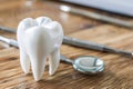 Tooth model with dental tools on wooden table Royalty Free Stock Photo