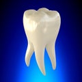 Tooth Molar Healthy anatomy concept