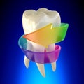 Tooth Molar Healthy isolated on blue background