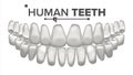 Tooth Mouth Anatomy Vector. Human Teeth. Healthy White Teeth. Dentistry Medical Concept. 3D Realistic Isolated
