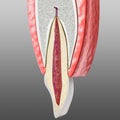 Tooth and periodontium anatomical structure. Sectional human central incisor showing the structures of the tooth ans periodontium