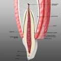 Tooth and periodontium anatomical structure. Sectional human central incisor showing the structures of the tooth ans periodontium