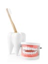 Tooth shaped holder with brush and model of oral cavity