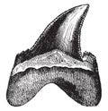 Tooth of Squale, giant shark, vintage engraving