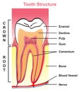 Tooth structure anatomy with all parts of crown and root