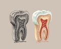73_tooth structure, graphics Royalty Free Stock Photo