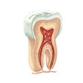 72_tooth structure, graphics Royalty Free Stock Photo