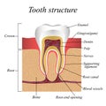 Tooth structure, training medical anatomical poster, vector illustration.