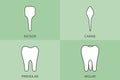 Tooth type - incisor, canine, premolar, molar, dental cartoon vector