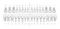 Tooth types sketch. Teeth with roots, dentist tooth numbers system and hand drawn premolar, molar, canine and incisor