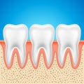 Tooth vector dental anatomy. Human tooth bone healthy illustration isolated Royalty Free Stock Photo