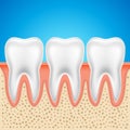 Tooth vector dental anatomy. Human tooth bone healthy illustration isolated Royalty Free Stock Photo