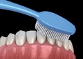 Toothbrush cleaning teeth. Medically accurate illustration of oral hygiene