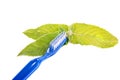 Toothbrush and leaves of mint