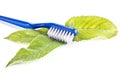 Toothbrush and leaves of mint