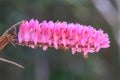 Toothbrush Orchid flower or Dendrobium secundum Royalty Free Stock Photo