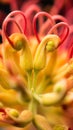 Toothbrush Plant Flower Macro Royalty Free Stock Photo