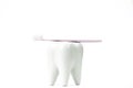 Toothbrush stand shaped like primary molar tooth with toothbrush