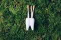 Toothbrush stand shaped like primary molar tooth with toothbrushes on green moss background. Top view. Copy space