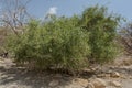 A Toothbrush Tree in a Restored Desert Habitat in Israel