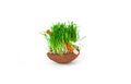 Toothbrushes with natural bristles on the background of green grass sprouted in coconut bowl. Royalty Free Stock Photo