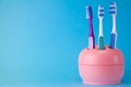 3 toothbrushes in pink cup on a blue background Royalty Free Stock Photo