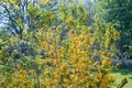 Toothed azara, Azara dentata, yellow flowering shrub