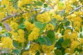 Toothed azara, Azara dentata, with yellow flowers