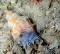 Toothed conch on night dive
