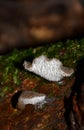 Toothed jelly (Cat's tongue) fungi